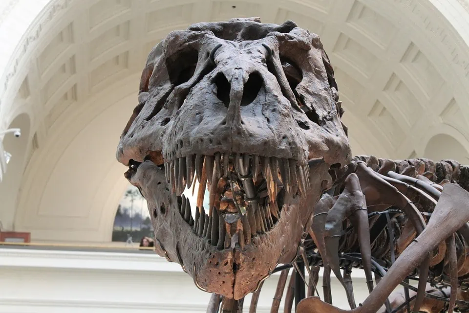 event services 19 3d tyrannosaurus